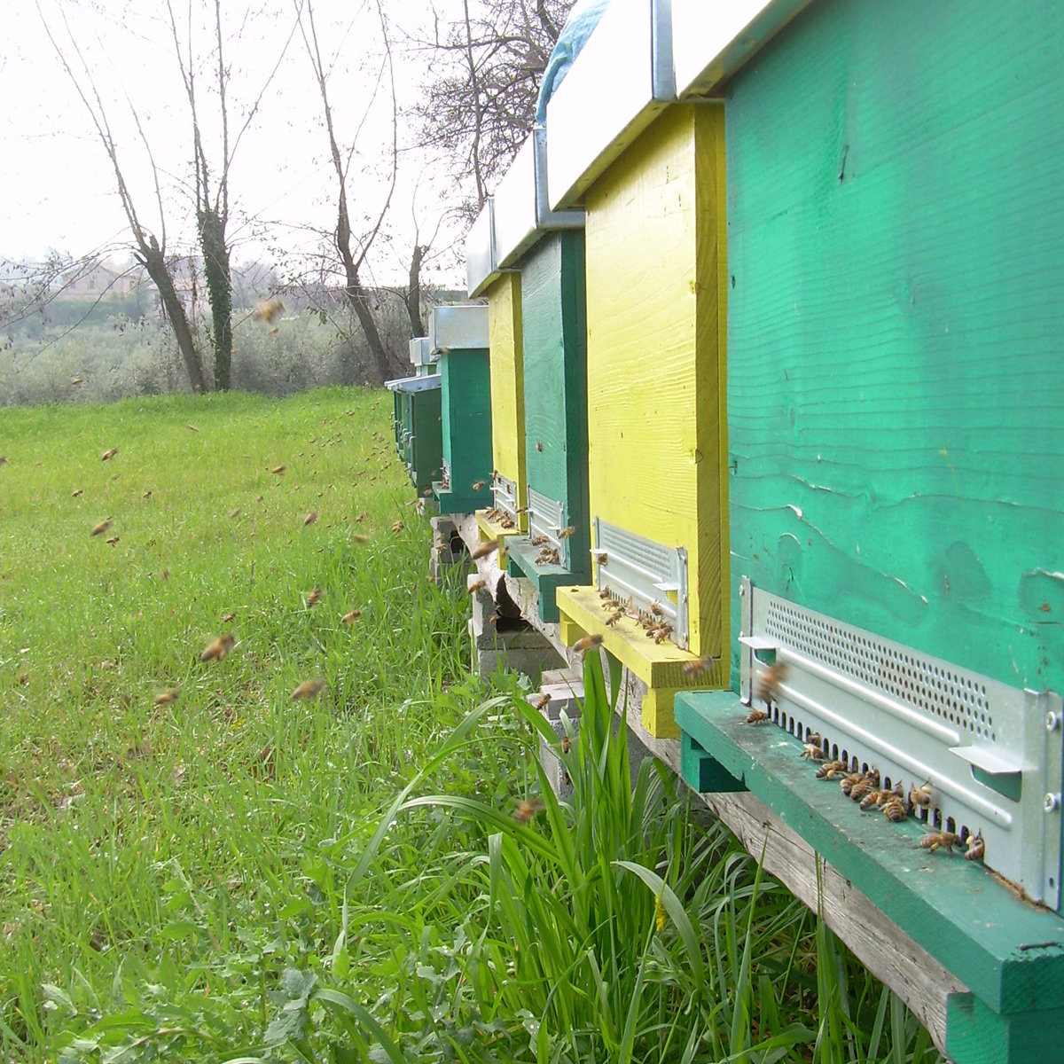 Apicoltura Marinangeli